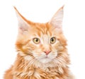 Portrait maine coon cat close up. isolated on white background Royalty Free Stock Photo