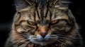 Portrait of Maine Coon cat, close up. Selective focus. Royalty Free Stock Photo