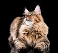 Portrait of Maine Coon cat Royalty Free Stock Photo