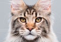 Portrait of Maine Coon cat Royalty Free Stock Photo