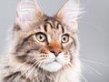 Portrait of Maine Coon cat Royalty Free Stock Photo