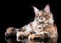 Portrait of Maine Coon cat Royalty Free Stock Photo