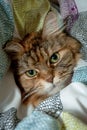 Portrait of Maine Coon Cat in the Duvets Royalty Free Stock Photo