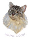 Portrait of Maine Coon cat isolated on white background, digital painting