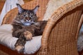 Portrait of maine coon cat lies impressively in wicker chair