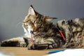 Portrait of Maine Coon cat lies on a wooden table near an open notebook with a pencil, sharpener, pair of compasses and holds Royalty Free Stock Photo