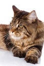 Portrait Maine Coon cat With long brown wavy hair Royalty Free Stock Photo