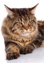 Portrait Maine Coon cat With long brown wavy hair Royalty Free Stock Photo