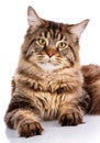 Portrait Maine Coon cat With long brown wavy hair Royalty Free Stock Photo