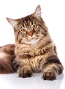 Portrait Maine Coon cat With long brown wavy hair Royalty Free Stock Photo