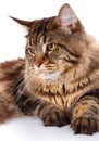 Portrait Maine Coon cat With long brown wavy hair Royalty Free Stock Photo
