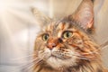 Portrait Maine Coon cat in the sunny light Royalty Free Stock Photo