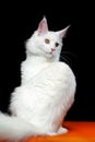 Portrait of Maine Coon Cat white color on orange and black background Royalty Free Stock Photo