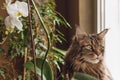 Portrait maine coon cat on a windowsill with decorative flowers