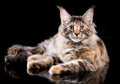 Portrait of Maine Coon kitten Royalty Free Stock Photo