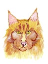 Portrait of mainecoon cat. Illustration