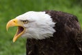 Portrait of a majestic bald eagle with open beak
