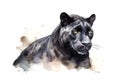 Portrait of a majestic black panther on white background. Royalty Free Stock Photo