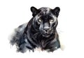 Portrait of a majestic black panther on white background. Royalty Free Stock Photo