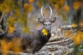 Portrait of majestic deer stag in Autumn forest with yellow leaf. Wildlife scene from nature