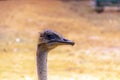 Portrait of a Majestic Flightless Bird: Common Ostrich