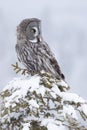 A portrait of a majestic Great grey owl in taiga Royalty Free Stock Photo