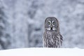 A portrait of a majestic Great grey owl in taiga Royalty Free Stock Photo