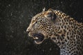 Portrait of majestic leopard under the snow, showing its sharp teeth. Amazing Wildlife Royalty Free Stock Photo