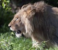 Closeup of Majestic Lion`s head walking to left Royalty Free Stock Photo