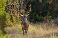 Portrait of majestic powerful adult red deer stag in Autumn Fall forest Royalty Free Stock Photo