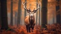 Portrait of majestic powerful adult red deer stag in Autumn Fall forest Royalty Free Stock Photo