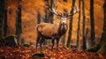 Portrait of majestic powerful adult red deer stag in Autumn Fall forest Royalty Free Stock Photo