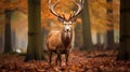 Portrait of majestic powerful adult red deer stag in Autumn Fall forest Royalty Free Stock Photo