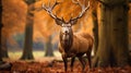 Portrait of majestic powerful adult red deer stag in Autumn Fall forest Royalty Free Stock Photo