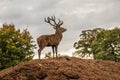 Portrait of majestic red deer stag in Autumn Fall Royalty Free Stock Photo