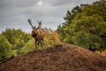 Portrait of majestic red deer stag in Autumn Fall Royalty Free Stock Photo