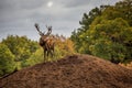 Portrait of majestic red deer stag in Autumn Fall