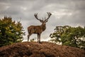 Portrait of majestic red deer stag in Autumn Fall Royalty Free Stock Photo