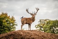 Portrait of majestic red deer stag and bird in Autumn Fall Royalty Free Stock Photo