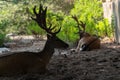 Silhouette of two majestic powerful young red deer stag resting in nature Royalty Free Stock Photo