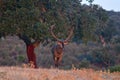 Portrait of majestic powerful adult red deer stag. Royalty Free Stock Photo