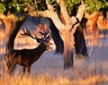 Portrait of majestic powerful adult red deer stag. Royalty Free Stock Photo