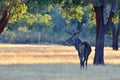 Portrait of majestic powerful adult red deer stag. Royalty Free Stock Photo