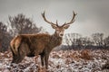 Portrait of majestic red deer stag in winter