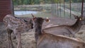 Portrait of majestic red deer's baby with mother in Autumn Fall