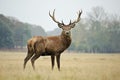 Portrait of majestic red deer stag in Autumn Fall