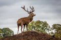 Portrait of majestic red deer stag in Autumn Fall