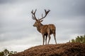 Portrait of majestic red deer stag in Autumn Fall Royalty Free Stock Photo