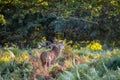 Portrait of majestic red deer stag in Autumn Fall Royalty Free Stock Photo