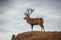 Portrait of majestic red deer stag and bird in Autumn Fall Royalty Free Stock Photo